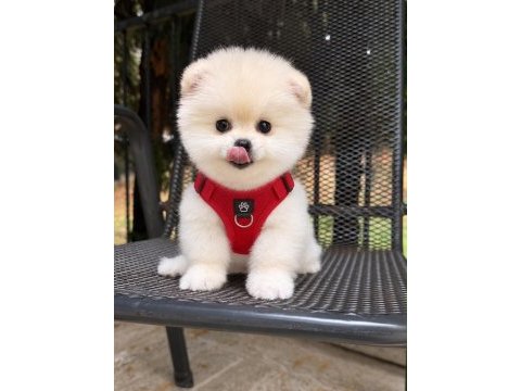 Dişi ve erkek 2.5 aylık pomeranian