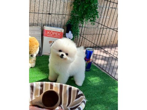 Oyuncu karakterli pomeranian boo yavrularımız
