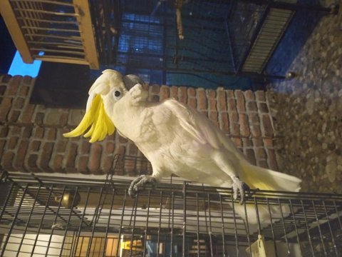 Oyun hamuru gibi kakadu papağanı