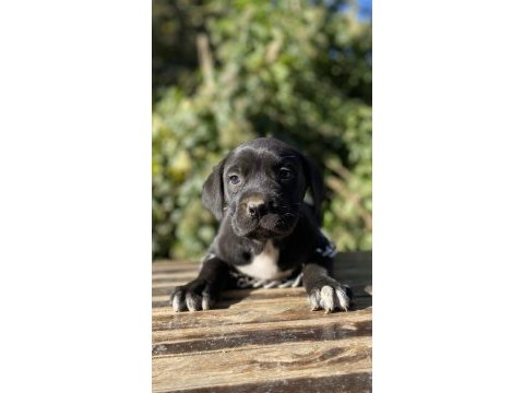 Cane corso yavrular
