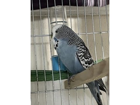 Jumbo erkek iri yerli dişi çift renkleri çok güzel muhabbet