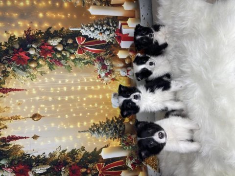 Muhteşem border collie bebekler