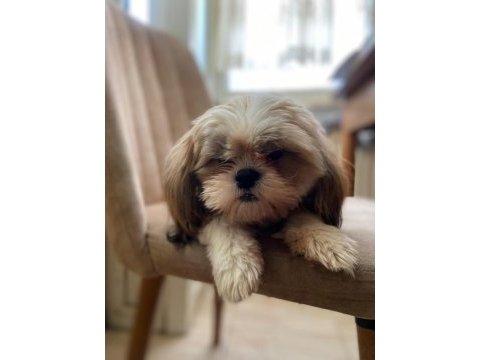 Shih-tzu dişi bebek