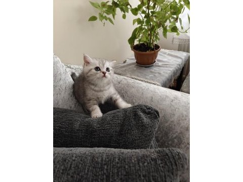 British shorthair silver yavru
