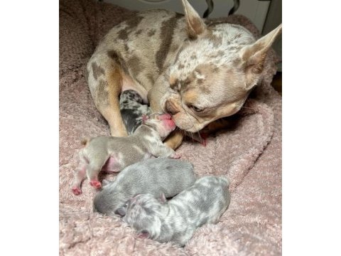 French bulldog avrupanın en özel renk tonları türkiyede