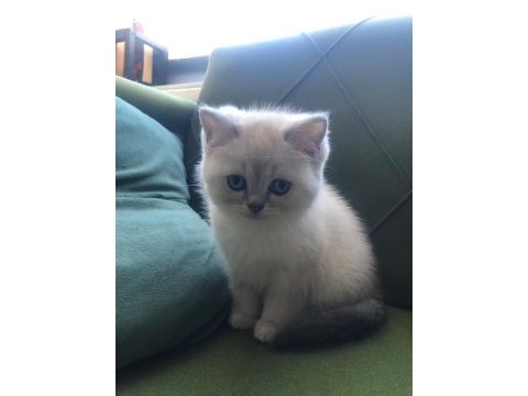 British blue point yavru