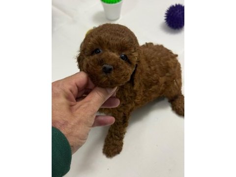 Tuvalet eğitimli kilo garantili toy poodle yavrularım
