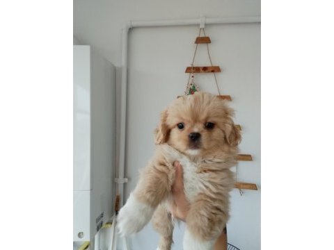 Minicik pekinez bebek köpekler