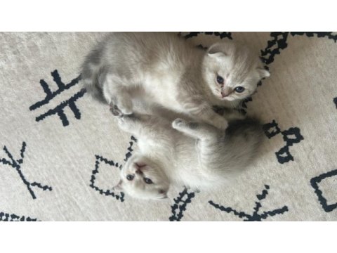 Minik scottish fold yavrularım yeni yuvalarını arıyor!