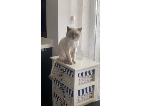British longhair bulut oğlumuza bakacak bir yuva arıyoruz