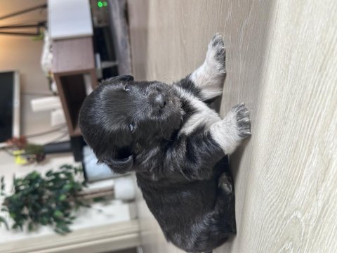 Sevimli terrier yavrular yeni yuvalarını arıyor!