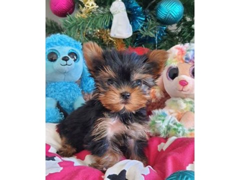 Şecereli teacup yorkshire terrier yavrularımız