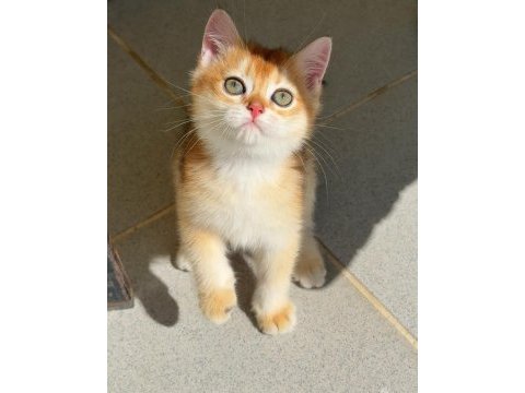 Uyguna golden british shorthair yavrular