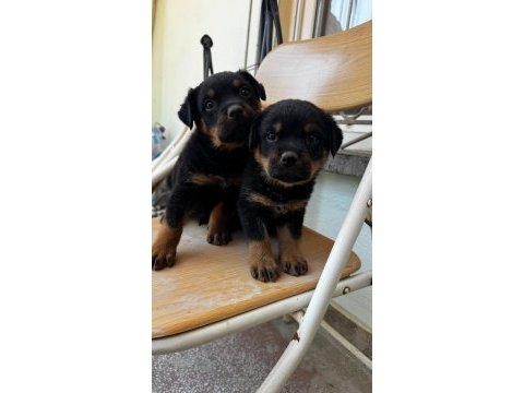 Şecereli anne baba kaliteli rottweiler yavrular