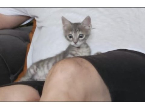 Tatlı tekir kedi