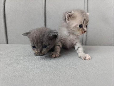 Scottish fold kedisi