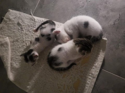 2 erkek 1 dişi yavru, bir anne sahiplendirme (ücretsiz)