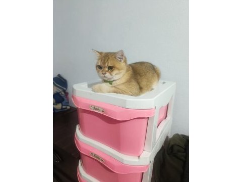 British shorthair ny12 safkan