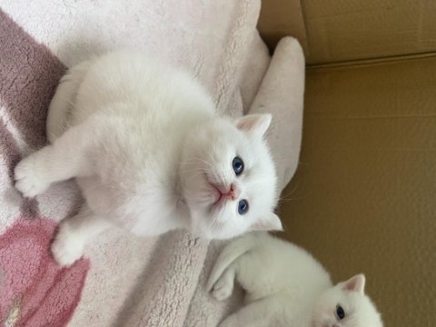British shorthair 23 mart prenseslerim