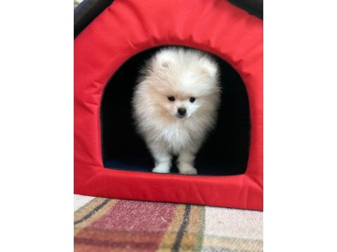 Pomeranian boo 3.5 aylık