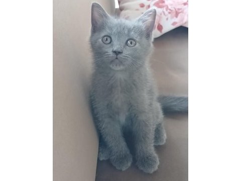 British shorthair yavrularımız