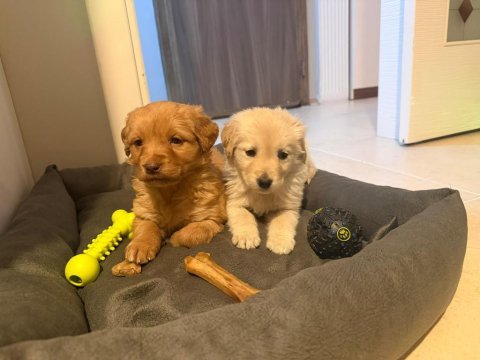 Baby face golden retriever yavrular