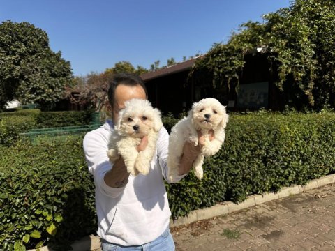 Maltese terrier yavrularımız