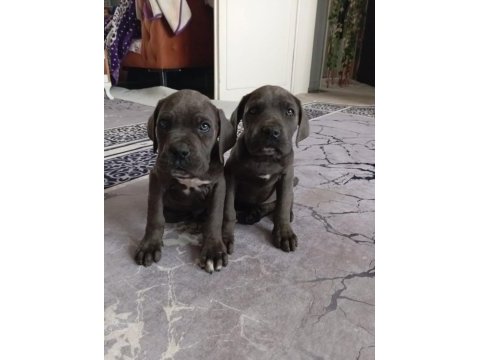 2 buçuk aylık dişi erkek cane corso