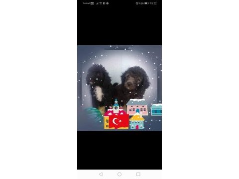 Evde bakılabilecek tek ırk toy poodledir
