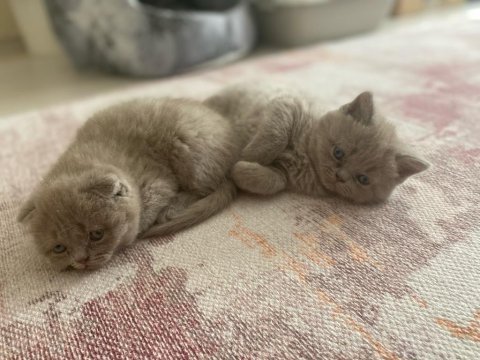 Lilac renk british shorthair yavrular