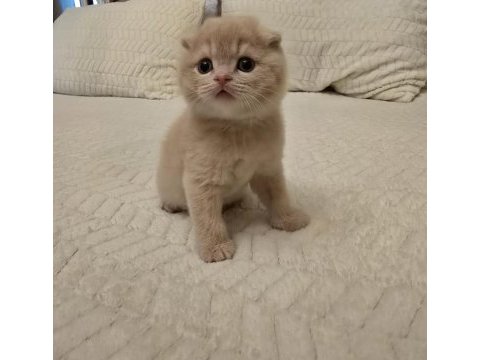 Scottish fold minikler