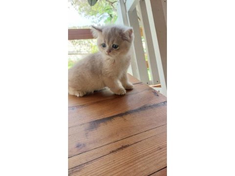 Şecereli british longhair yavrular sahiplendirilecektir