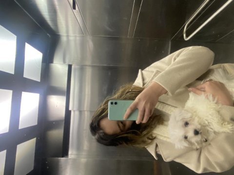 3.5 aylık maltese terrier erkek