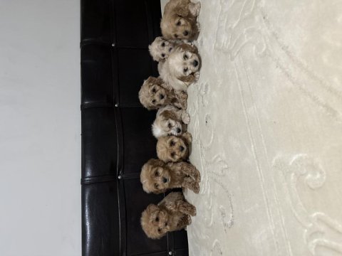 Mikro boy poodle yavrularımız