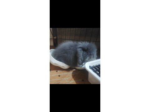 Ücretsiz 3.5 aylık safkan erkek teddy lop tavşan