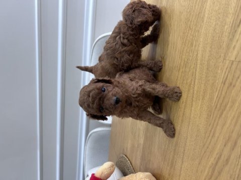Kore kanı dark red brown poodle yavrular