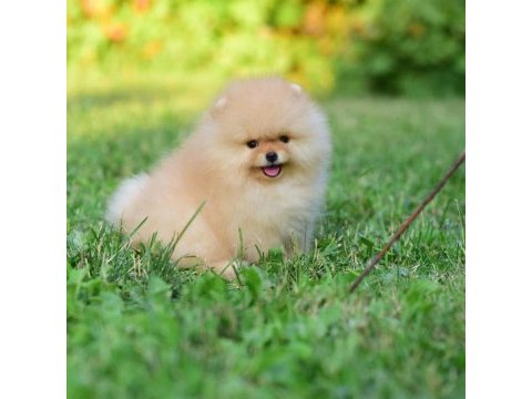 Pomeranian boo ayıcık