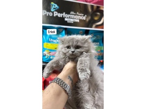 Üst kalite british longhair yavru bebekler