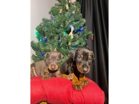 Nadir renk king doberman yavrular (estetikli)