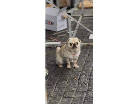 6 aylık aşıları tam dişi white pug