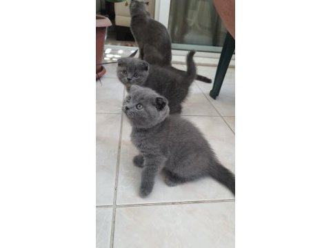 Scottish fold ve british shorthair yavrularımız