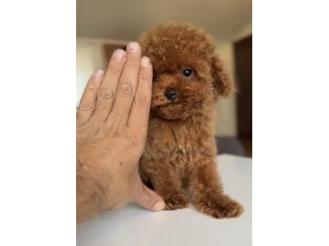 3 aylık erkek ve dişi kore poodle yavrular