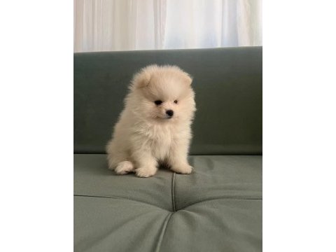 Pomeranian boo yavrumuz