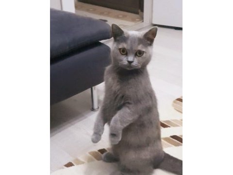 British shorthair 4 yaşında dişi