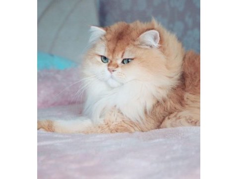 British longhair yetişkin ny12 erkek