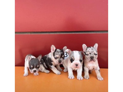 Egzotik renk french bulldog bebekler