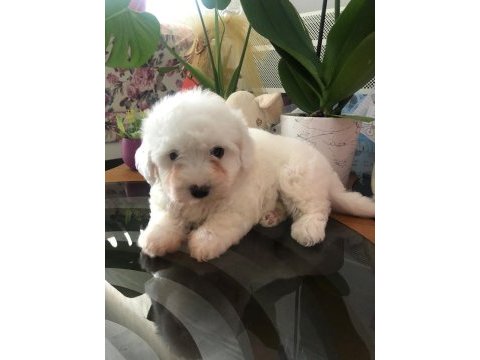 Anne altından maltese yavrumuz