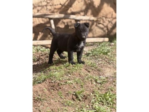 Koyu maskeli hırslı malinois yavrular