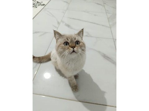 Kedimize yeni yuva arıyoruz