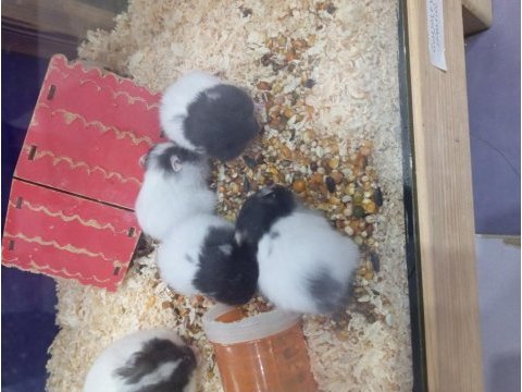 Yavru hamsterlar